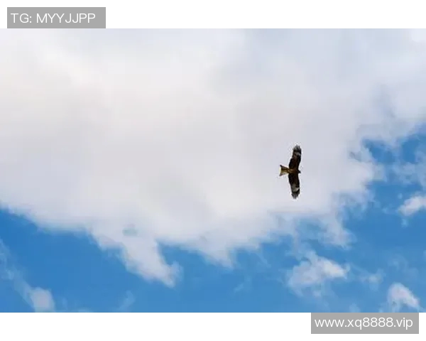 在蓝天翱翔的梦想之旅中追寻自由的飞翔之美